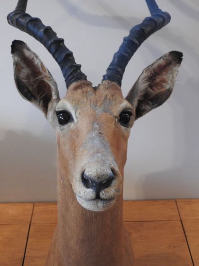 Impala (Aepyceros melampus) (CH) :

Tête...
