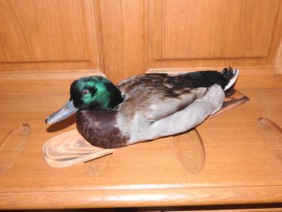 Canard colvert naturalisé sur socle en b...