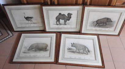 Série de cinq gravures en couleurs, animaux...