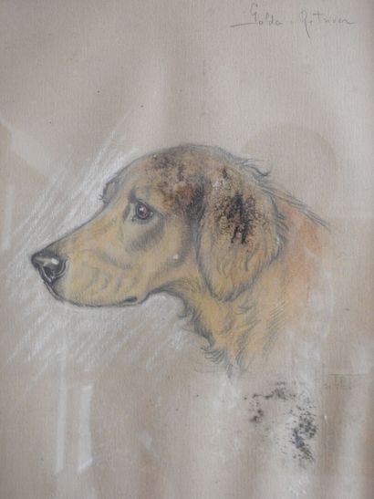 Jean HERBELET (1893-1985) : Golden Retriver....