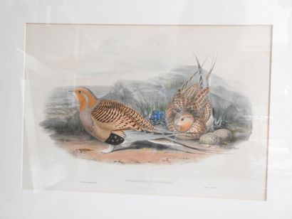 GOULD et RICHTER : Syrrhaptes Paradoxus....