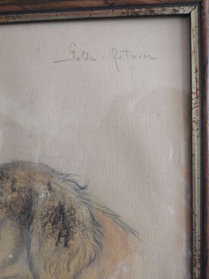 Jean HERBELET (1893-1985) : Golden Retriver....