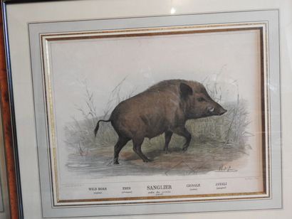 Série de cinq gravures en couleurs, animaux...