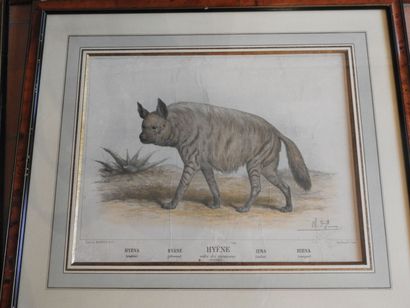 Série de cinq gravures en couleurs, animaux...