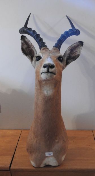 Impala (Aepyceros melampus) (CH) :

Tête...
