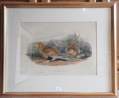 GOULD et RICHTER : Syrrhaptes Paradoxus....