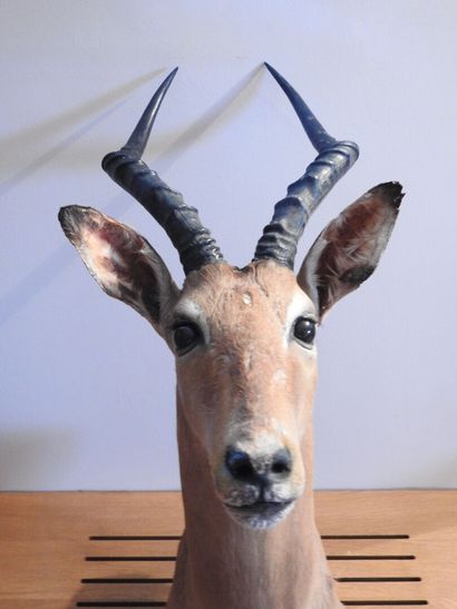Impala (Aepyceros melampus) (CH) :

Tête...