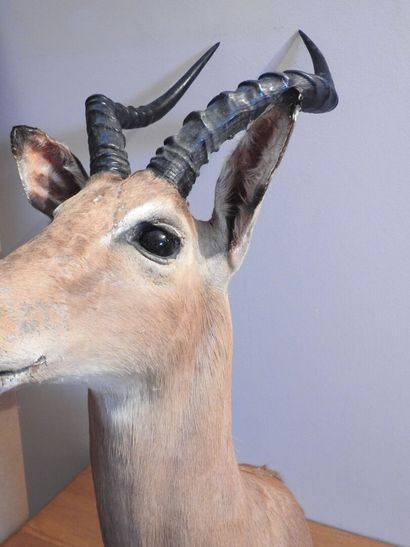 Impala (Aepyceros melampus) (CH) :

Tête...