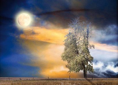 PARISOT Max
Arbre sur un ciel jaune Photo...