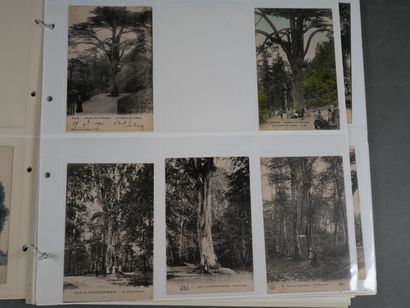 Environ 170 CPA d'arbres remarquables à travers...