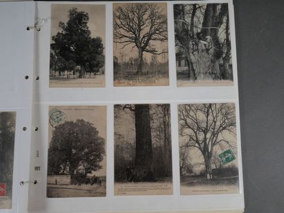 Environ 170 CPA d'arbres remarquables à travers...