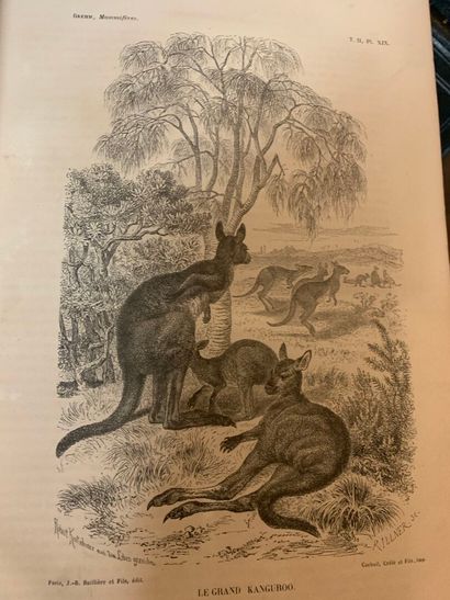 BREHM, La Vie des animaux illustrée : les...