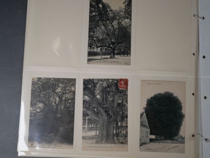 Environ 170 CPA d'arbres remarquables à travers...