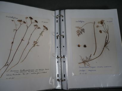 Important herbier, vers 1970, totalisant...