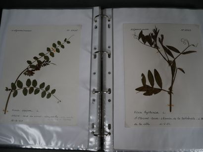 Important herbier, vers 1970, totalisant...