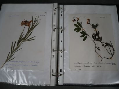 Important herbier, vers 1970, totalisant...
