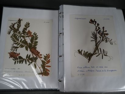 Important herbier, vers 1970, totalisant...