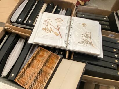 Important herbier, vers 1970, totalisant...