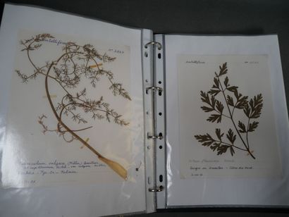 Important herbier, vers 1970, totalisant...