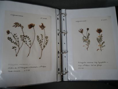 Important herbier, vers 1970, totalisant...
