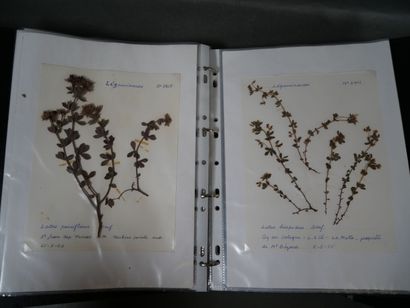 Important herbier, vers 1970, totalisant...