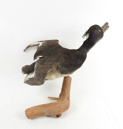 Greater scaup (Aythya marila) (CH): naturalized...