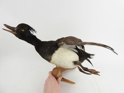 Greater scaup (Aythya marila) (CH): naturalized...