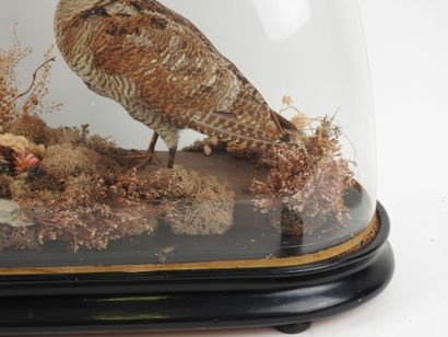 Woodcock (Scolopax rusticola) (CH): naturalized...