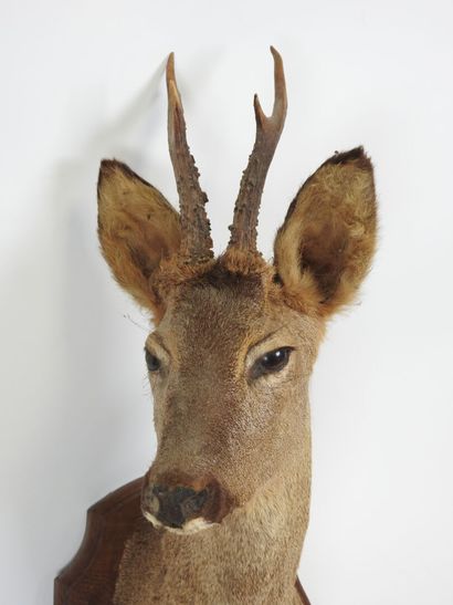 European roe deer (Capreolus capreolus) (CH):...