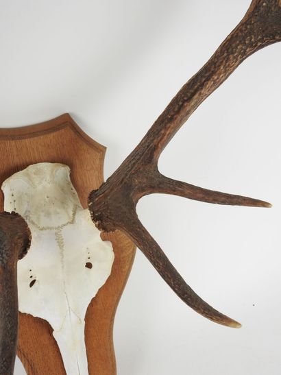 Stag (Cervus Elaphus) (CH): Massacre bearing...