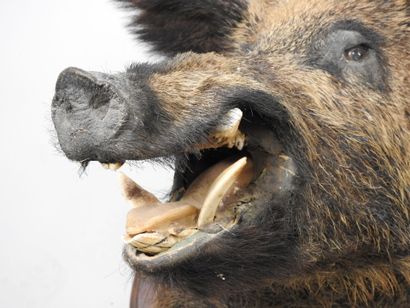 European wild boar (Sus scrofa) (CH): Naturalized...
