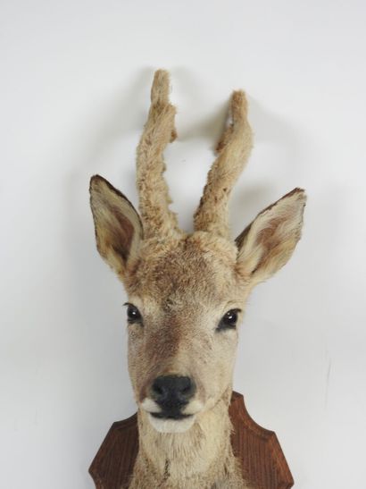European roe deer (Capreolus capreolus) (CH):...