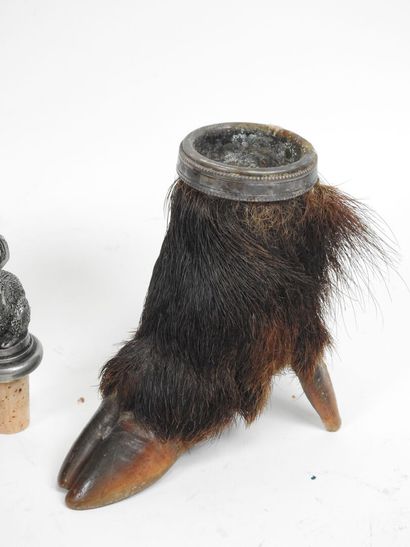 Set comprising: two naturalized boar feet...