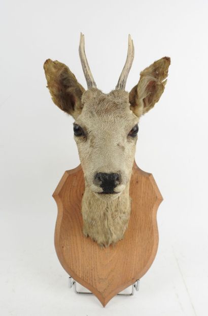 European roe deer (Capreolus capreolus) (CH):...