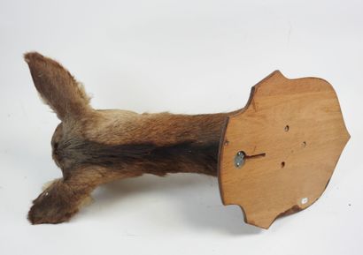 Hind (Cervus Elaphus) (CH): large cape head...
