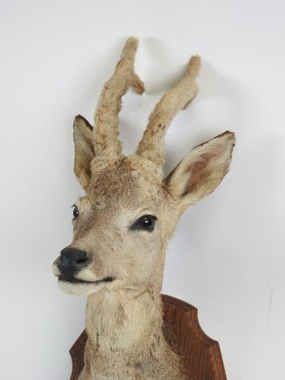 European roe deer (Capreolus capreolus) (CH):...