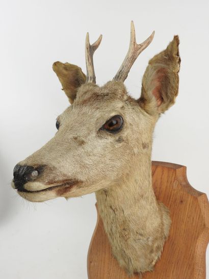 European roe deer (Capreolus capreolus) (CH):...
