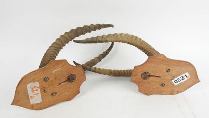 Buffon cob (Kobus kob) (CH): two massacres...