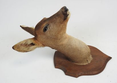 European roe deer (Capreolus capreolus) (CH):...