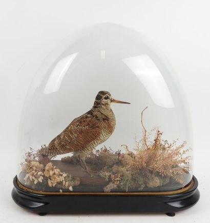 Woodcock (Scolopax rusticola) (CH): naturalized...