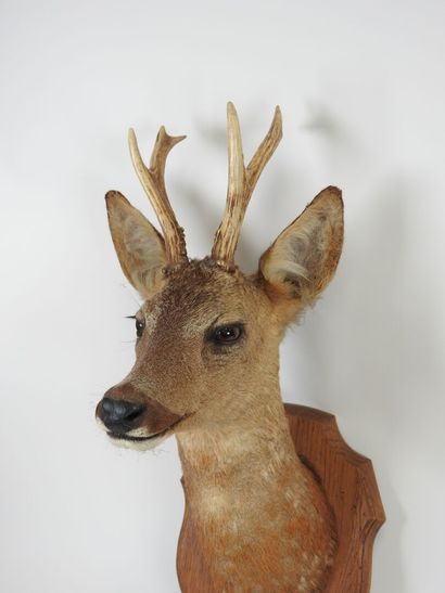 European roe deer (Capreolus capreolus) (CH):...