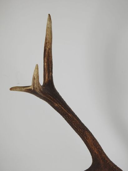 Deer (Cervus Elaphus) (CH): Massacre with...
