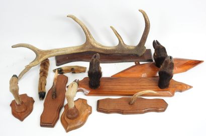 Lot of naturalized deer and wild boar legs,...