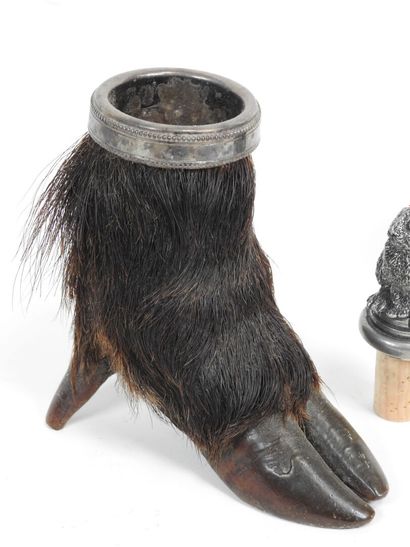 Set comprising: two naturalized boar feet...