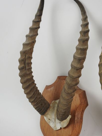 Buffon cob (Kobus kob) (CH): two massacres...