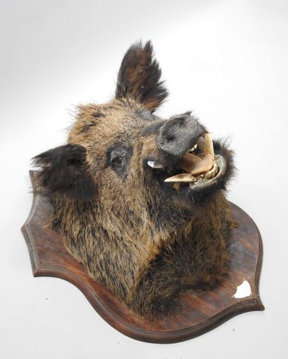 European wild boar (Sus scrofa) (CH): Naturalized...
