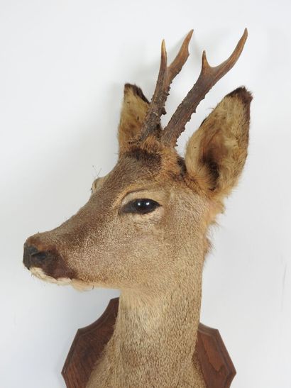 European roe deer (Capreolus capreolus) (CH):...