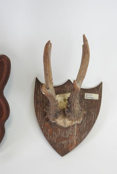 Set of three massacres on wooden escutcheons,...