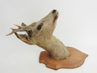European roe deer (Capreolus capreolus) (CH):...
