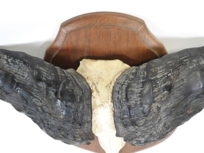 AFRICAN buffalo massacre presented on wooden...